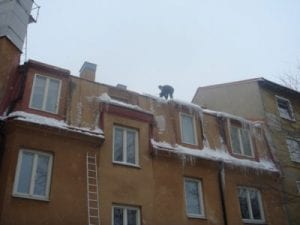 snöskottning av tak
